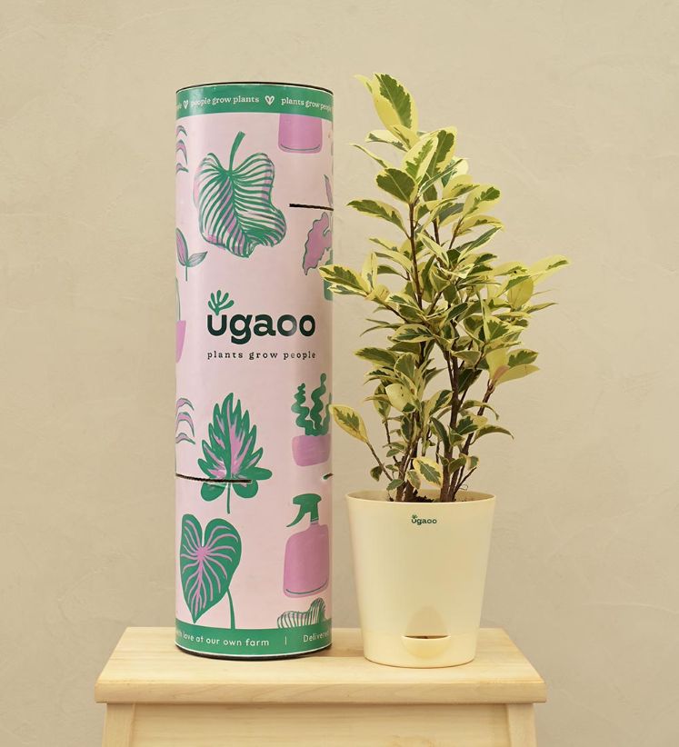 Ficus Prestige - Medium
