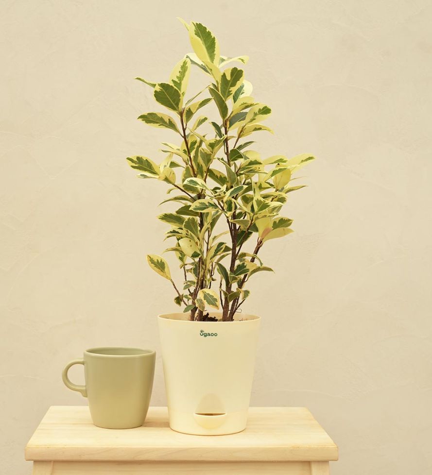 Ficus Prestige - Medium