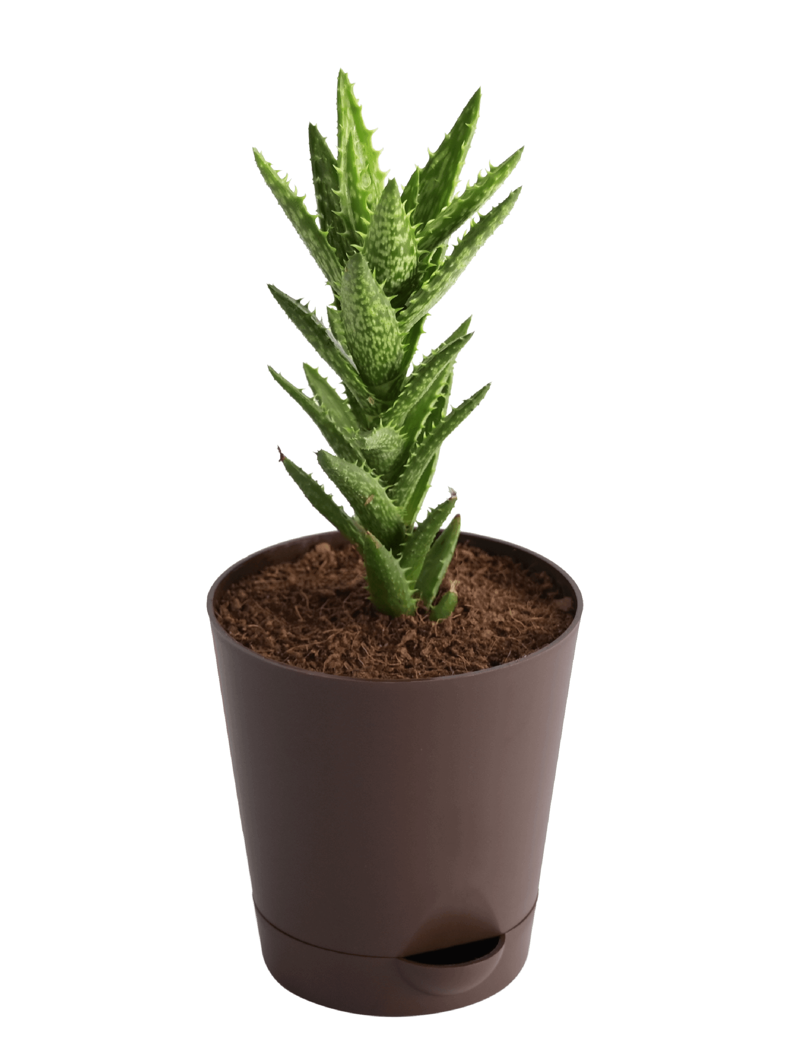 Aloe Juvenna Live Plant