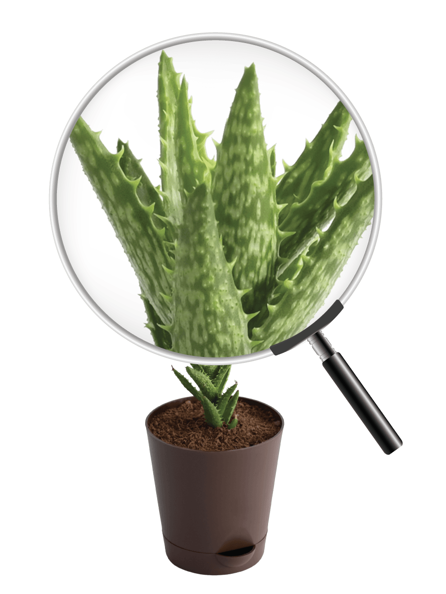 Aloe Juvenna Live Plant