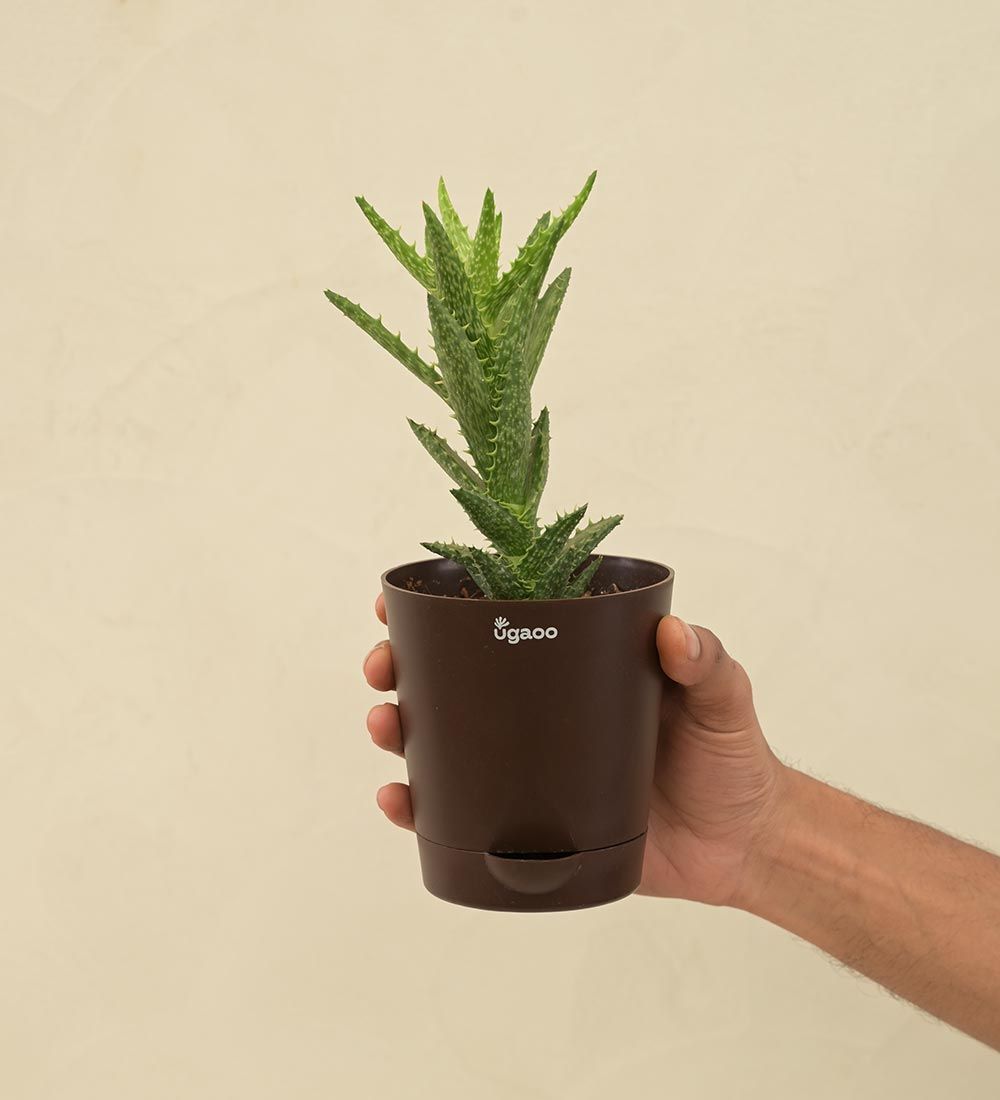 Aloe Juvenna Live Plant