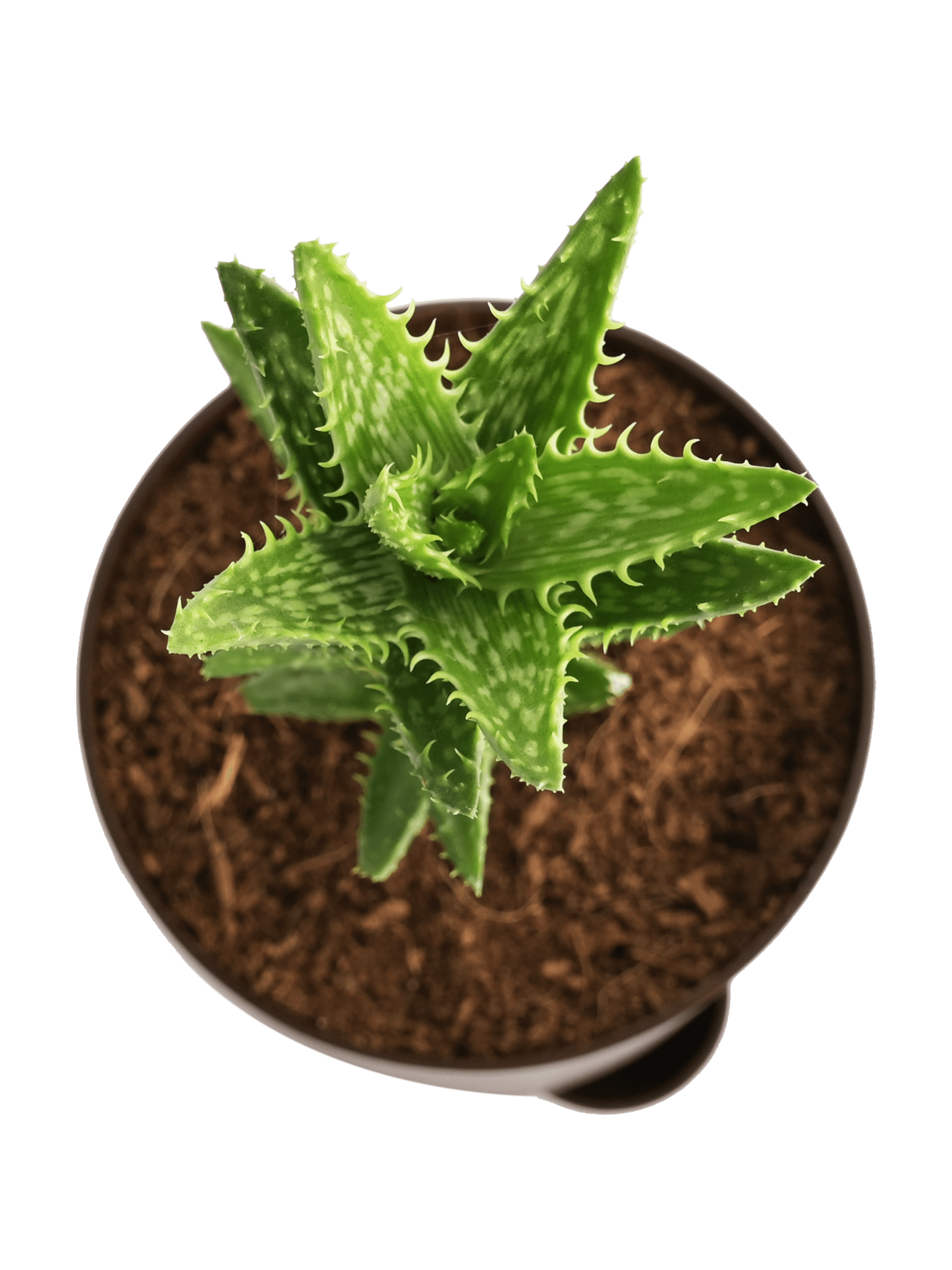 Aloe Juvenna Live Plant