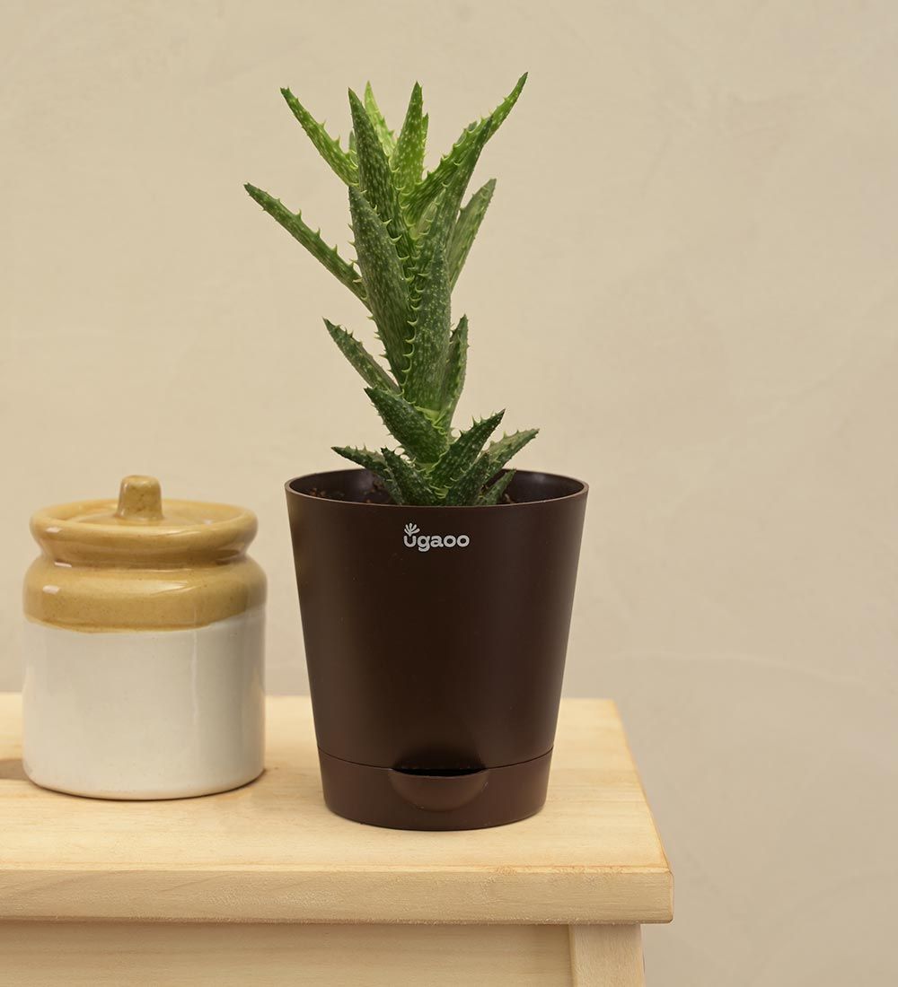 Aloe Juvenna Live Plant