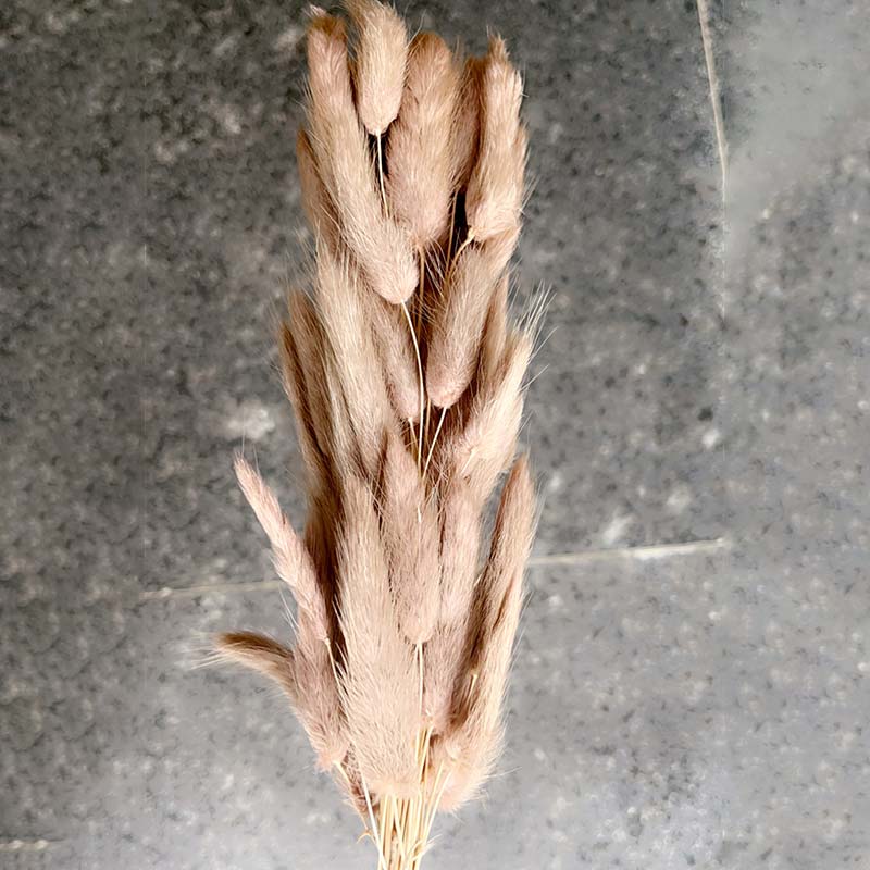 Beige Bunny Tails | Pack of 50 stems