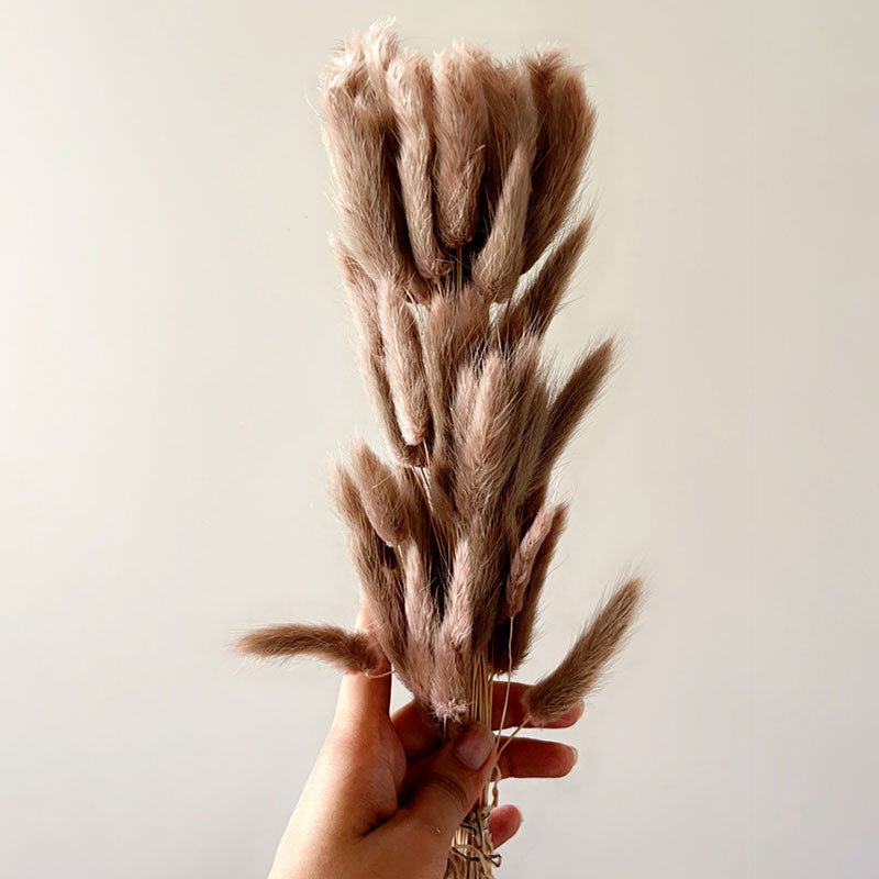 Beige Bunny Tails | Pack of 50 stems