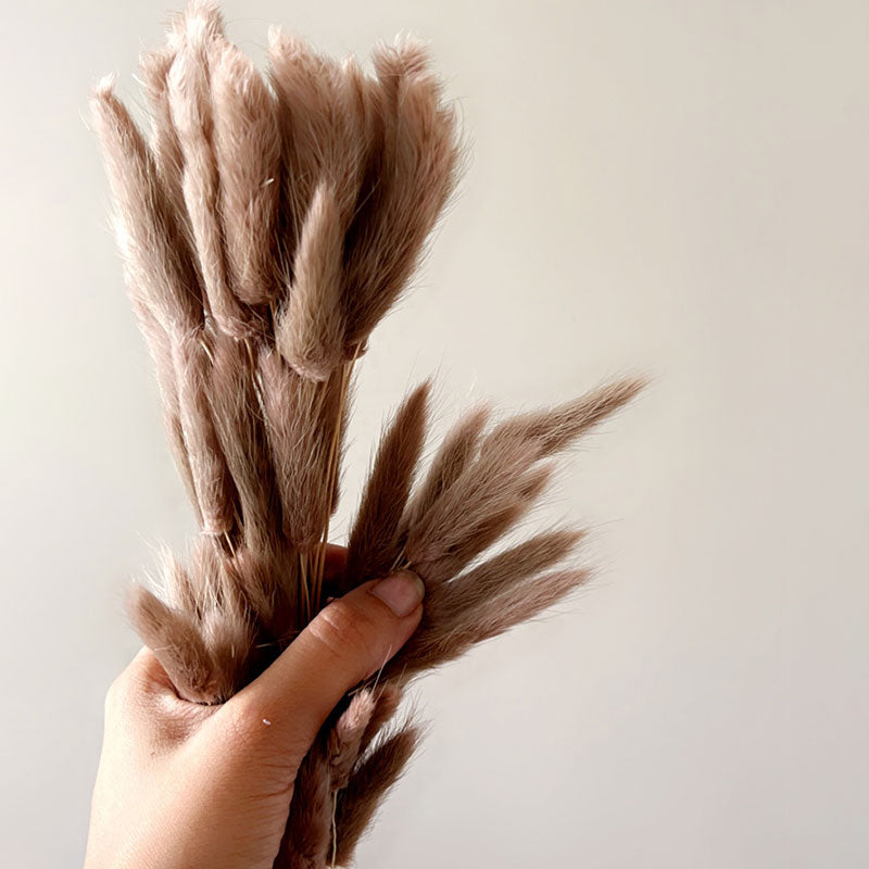 Beige Bunny Tails | Pack of 50 stems