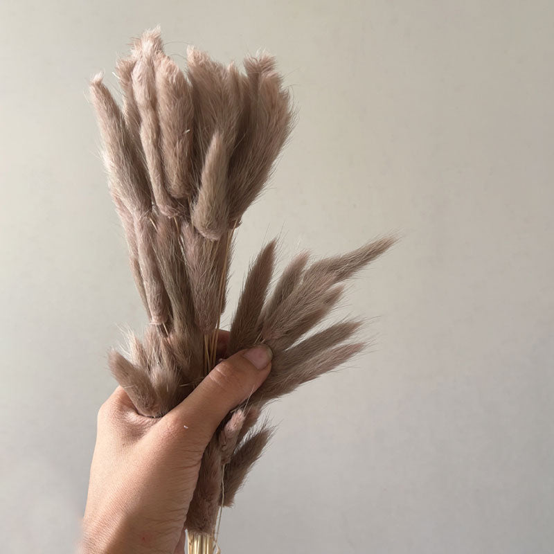 Beige Bunny Tails | Pack of 50 stems