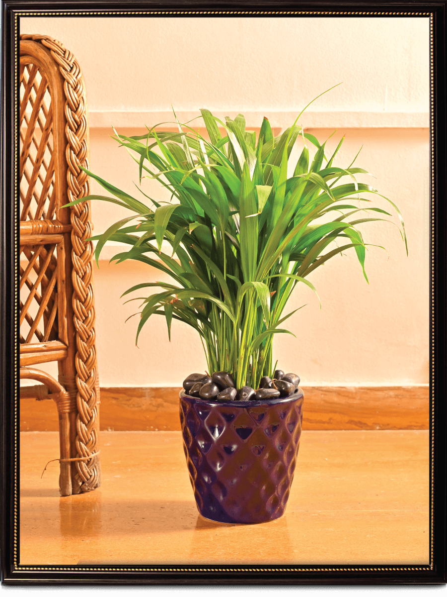 Argyle Ceramic Pot |  Multiple Colors