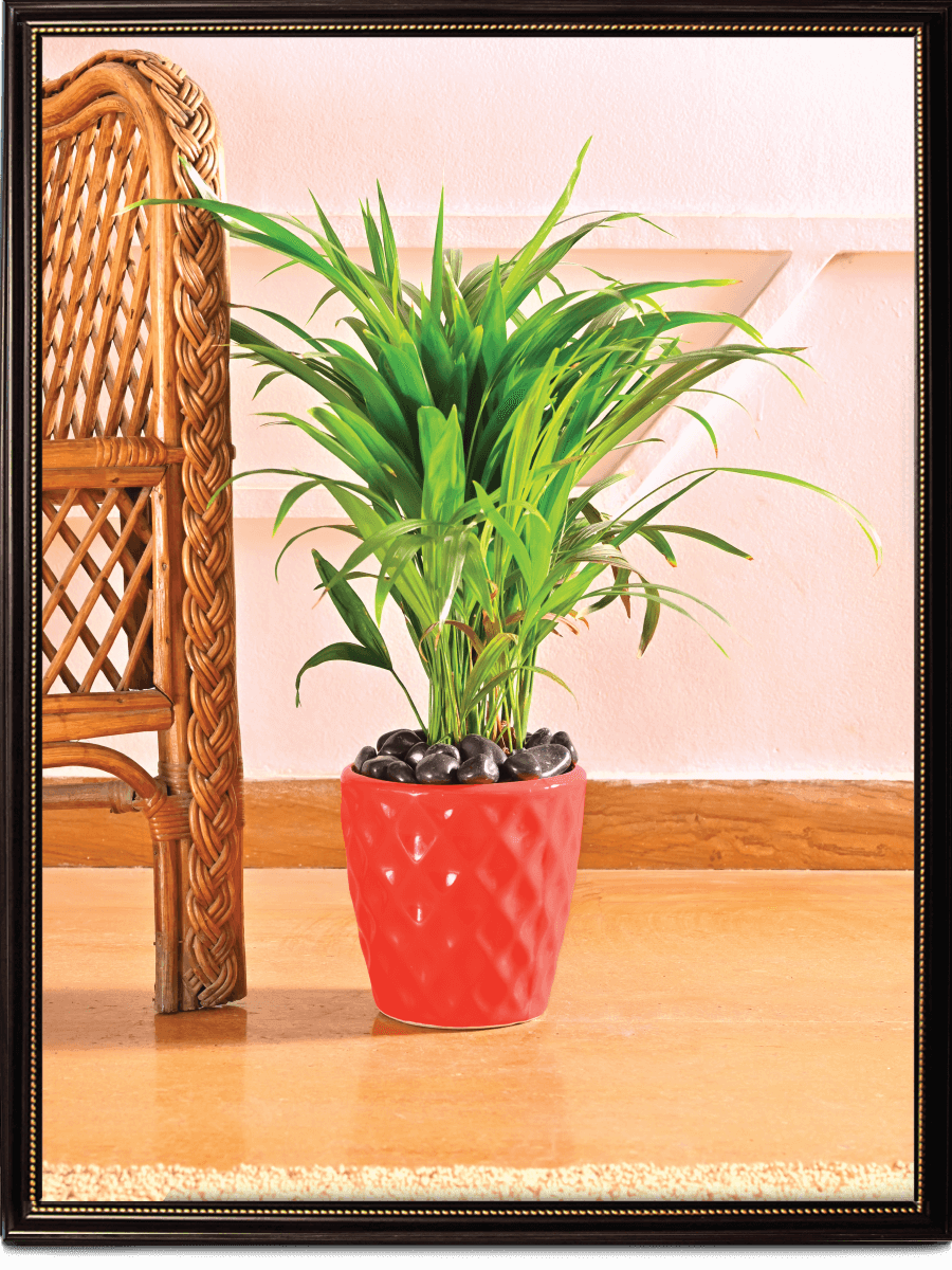 Argyle Ceramic Pot |  Multiple Colors